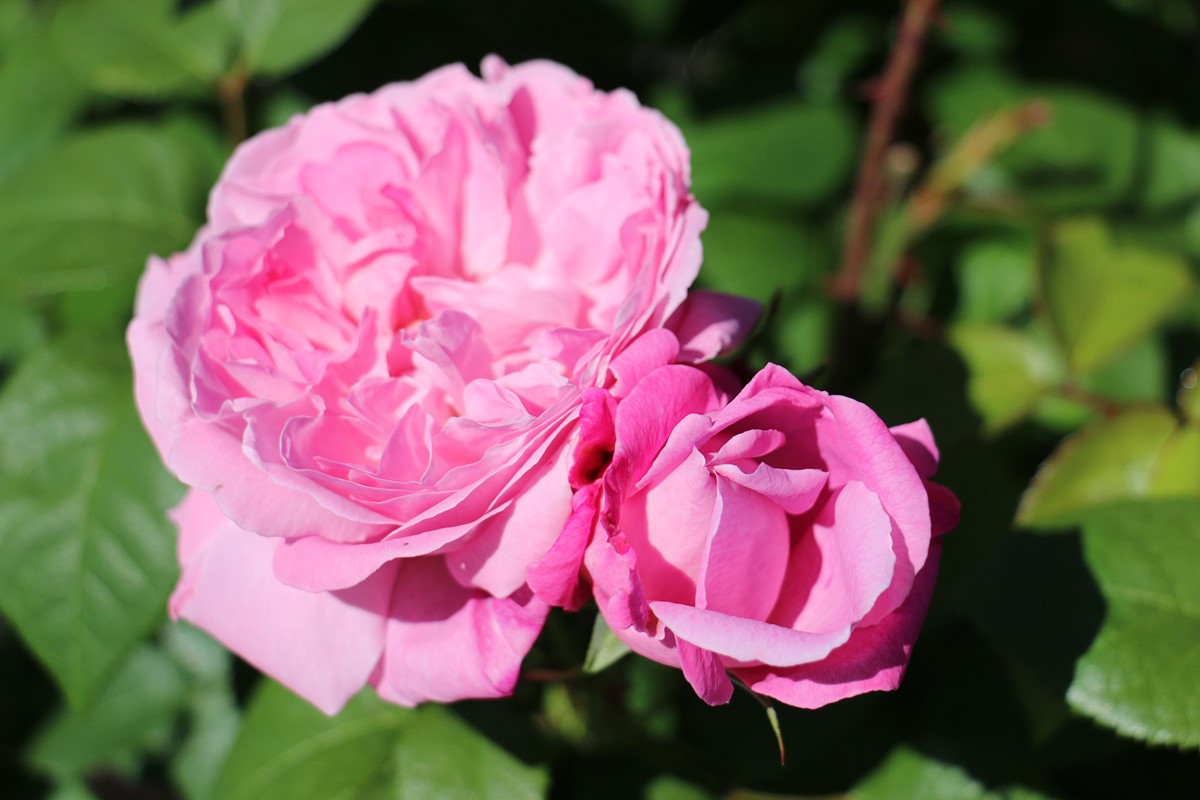 Rosa  Mary Rose (1).jpg